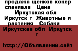 продажа щенков кокер спаниеля › Цена ­ 7 000 - Иркутская обл., Иркутск г. Животные и растения » Собаки   . Иркутская обл.,Иркутск г.